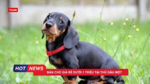 Bán chó giá rẻ dưới 1 triệu tại Thủ Dầu Một