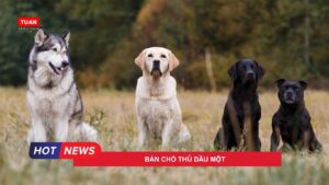 Bán chó tại Thủ Dầu Một