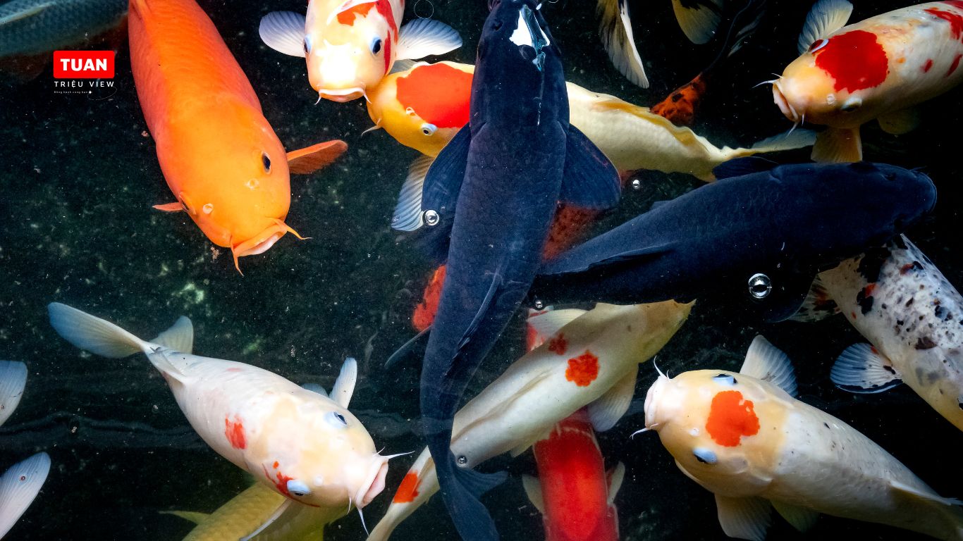 Giống cá Koi ảnh hưởng đến vẻ đẹp tổng thể của hồ Giống cá Koi ảnh hưởng đến vẻ đẹp tổng thể của hồ