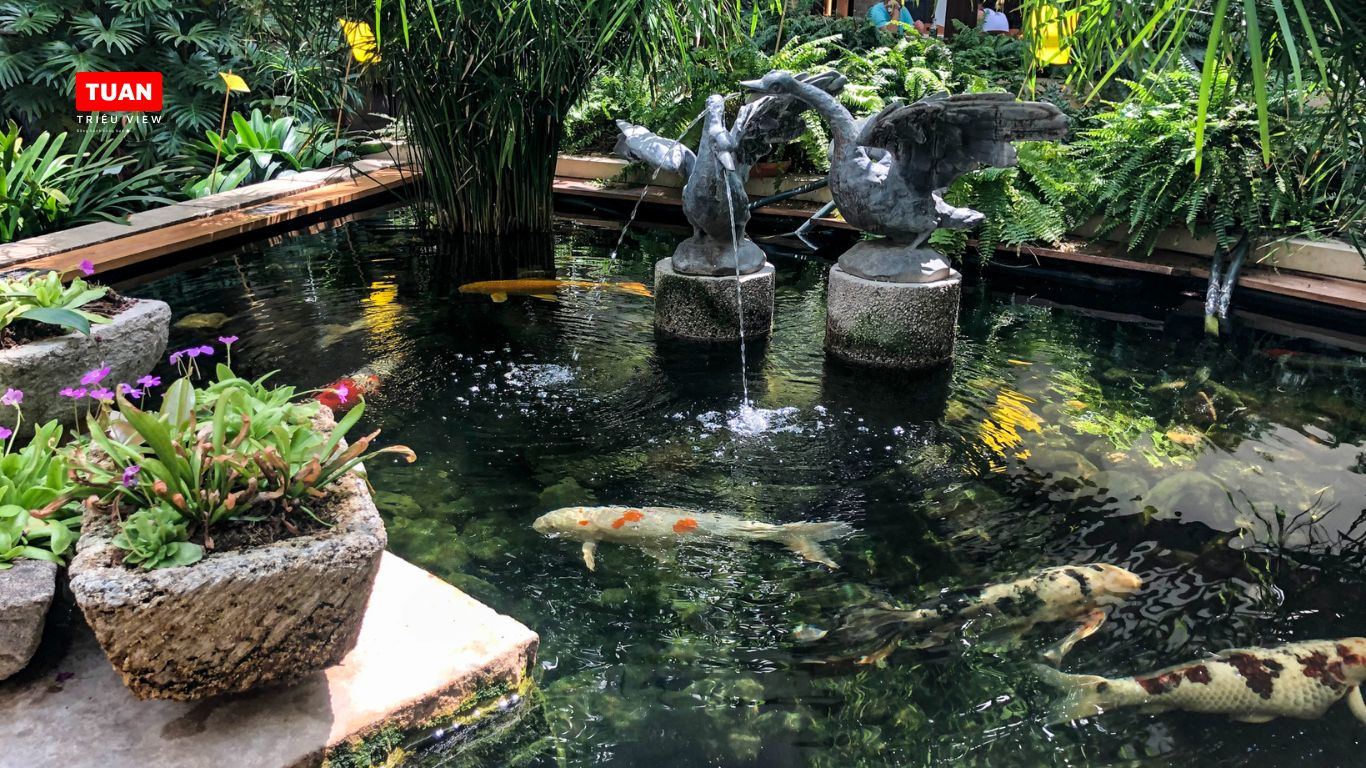 Hồ cá Koi mini cho những khu vườn nhỏ Hồ cá Koi mini cho những khu vườn nhỏ
