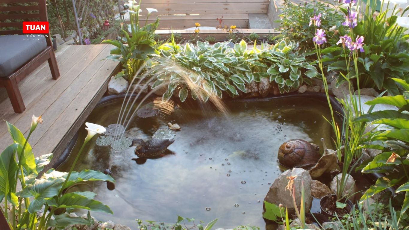 Hồ cá Koi mini sân thượng Hồ cá Koi mini sân thượng