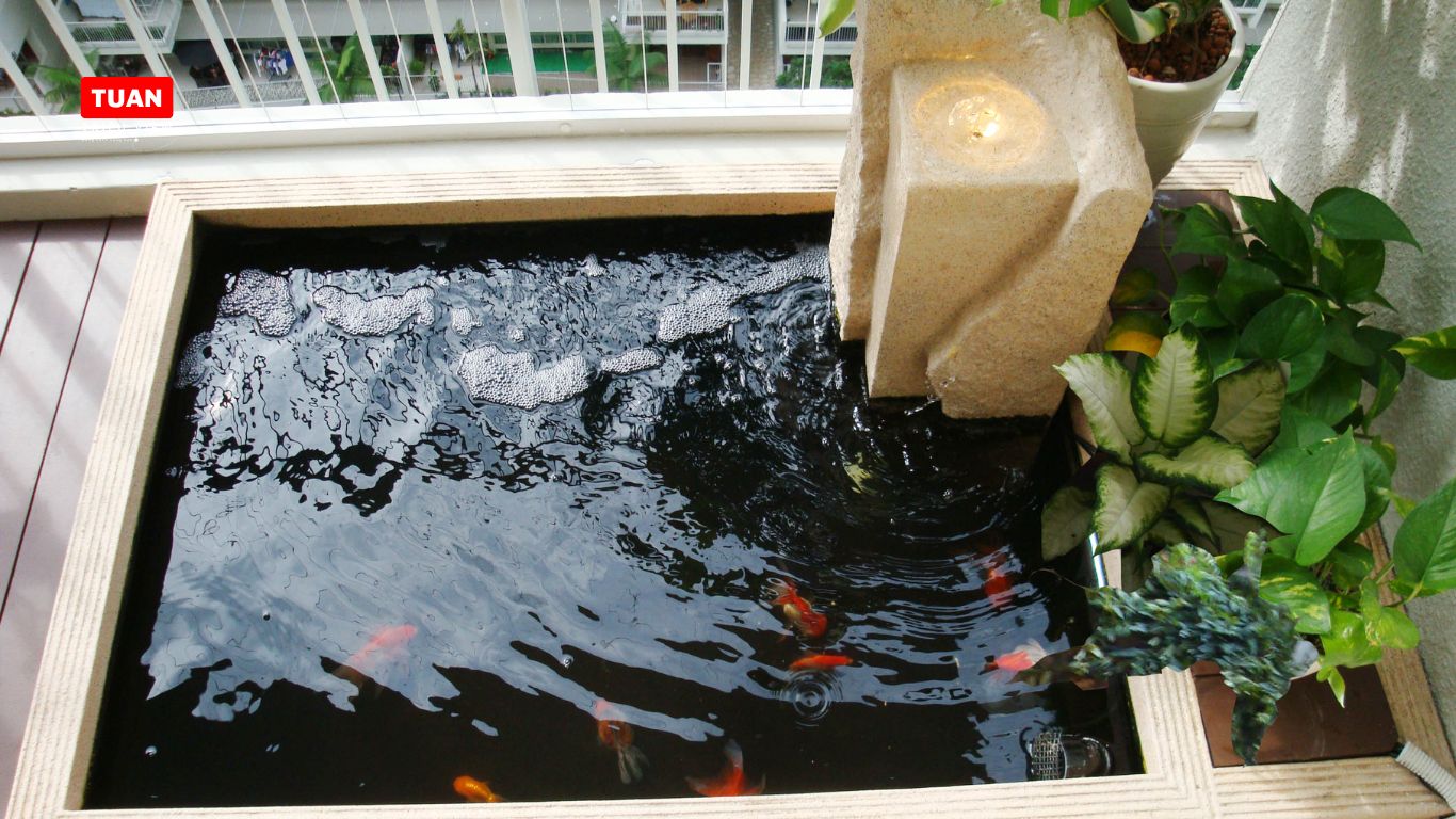 Hồ cá Koi mini sân thượng Hồ cá Koi mini sân thượng