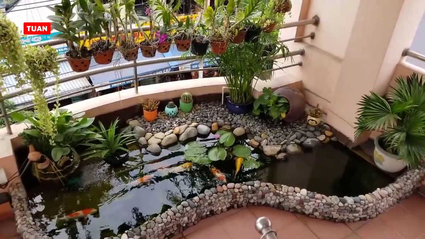 Hồ cá Koi mini sân thượng Hồ cá Koi mini sân thượng