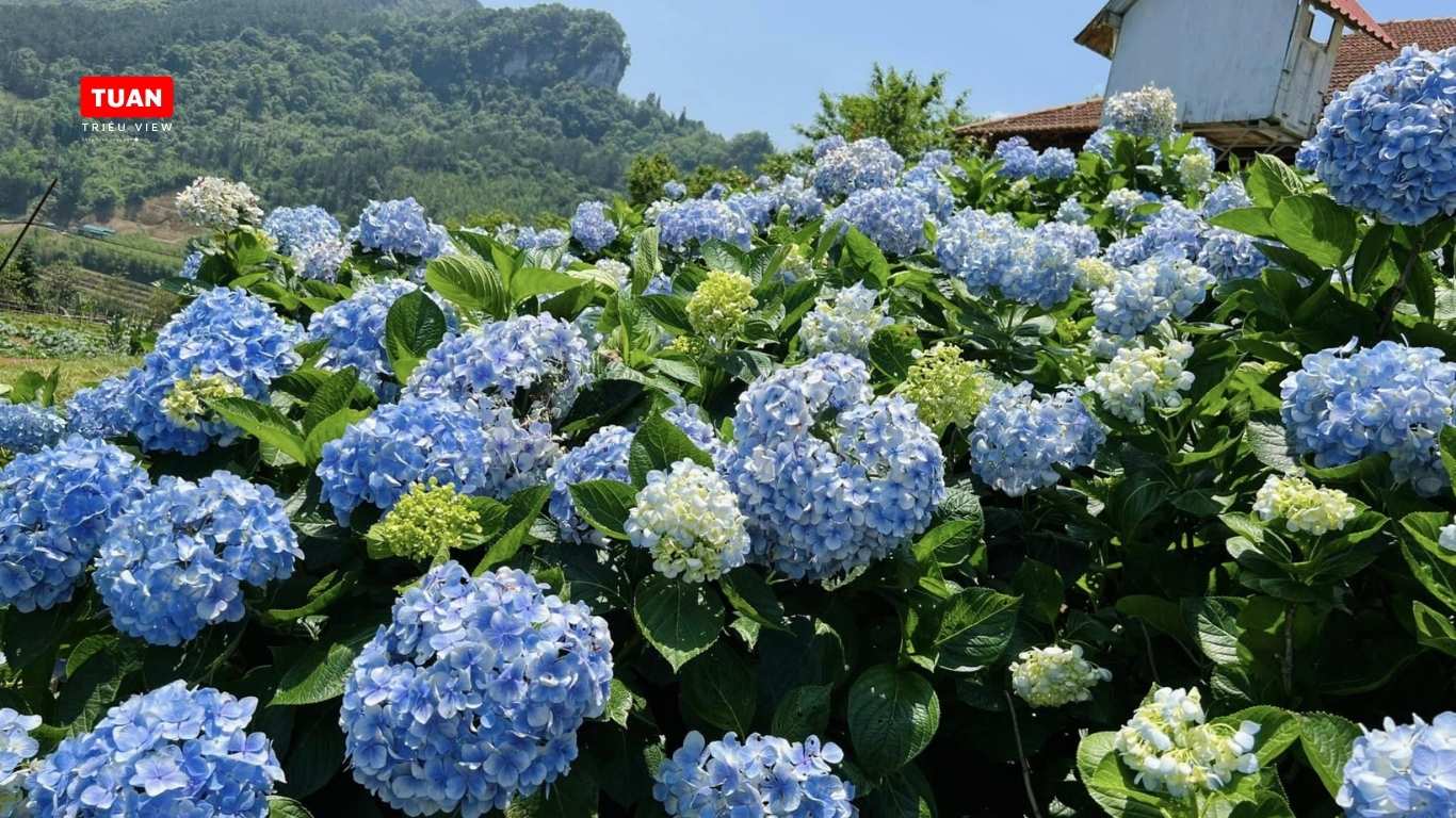 Hoa cẩm tú cầu