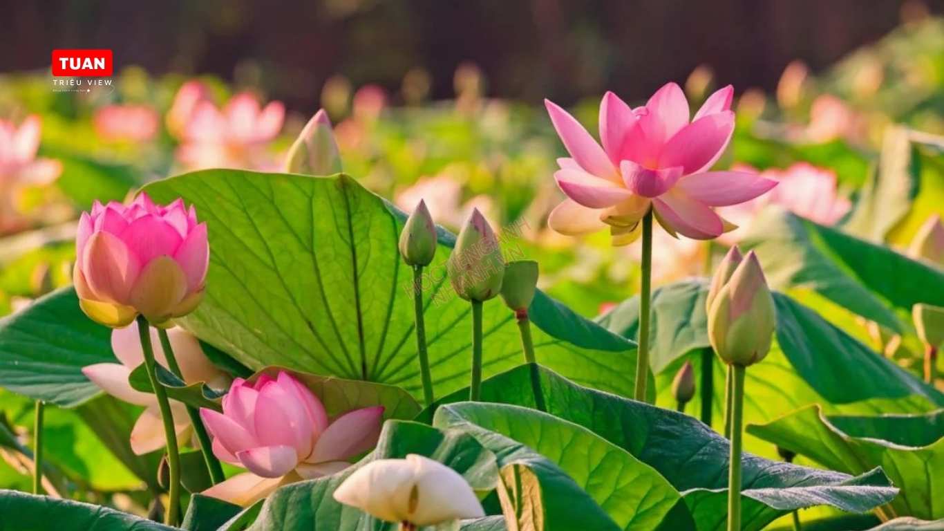 Hoa sen