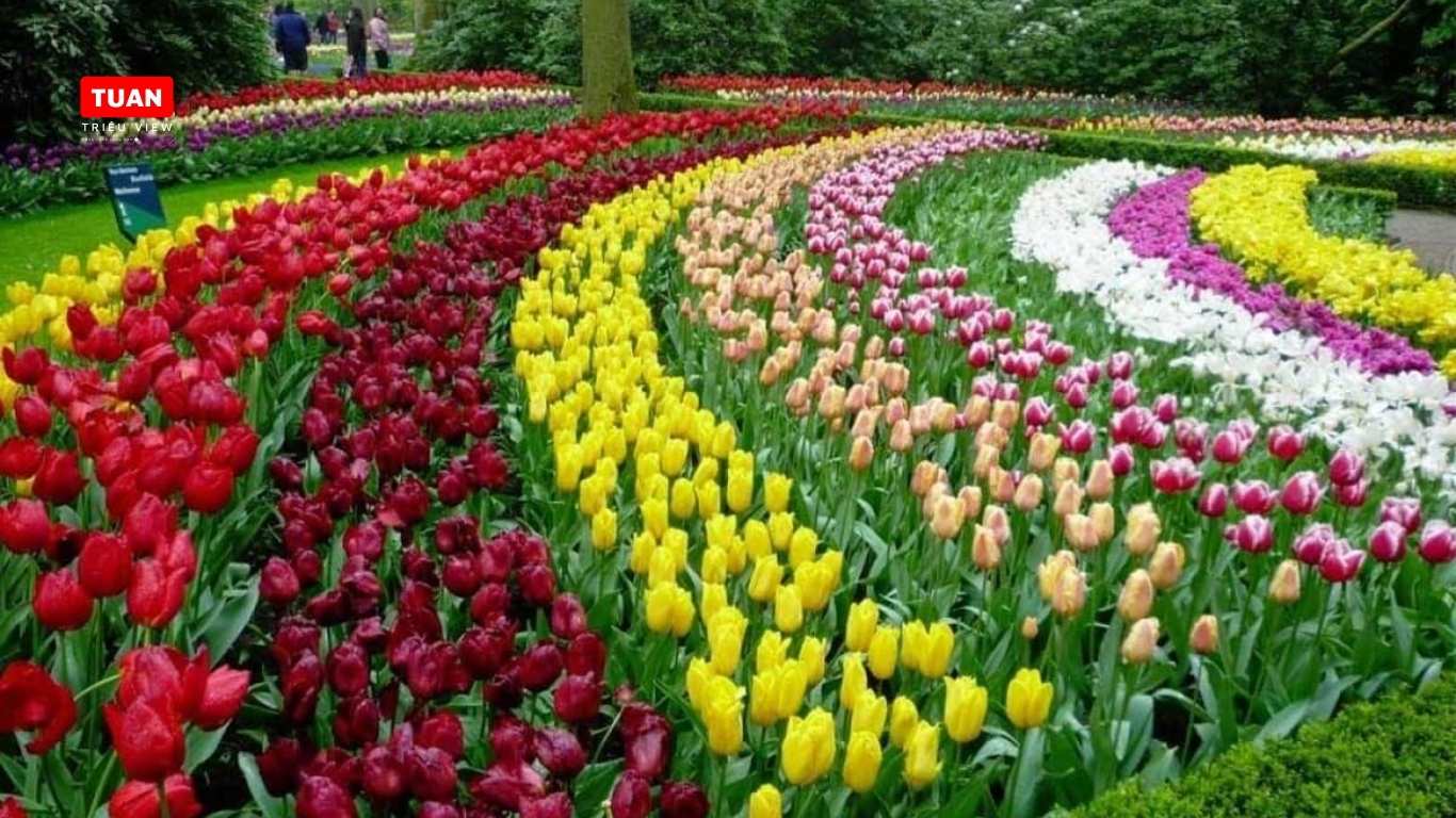 Hoa tulip