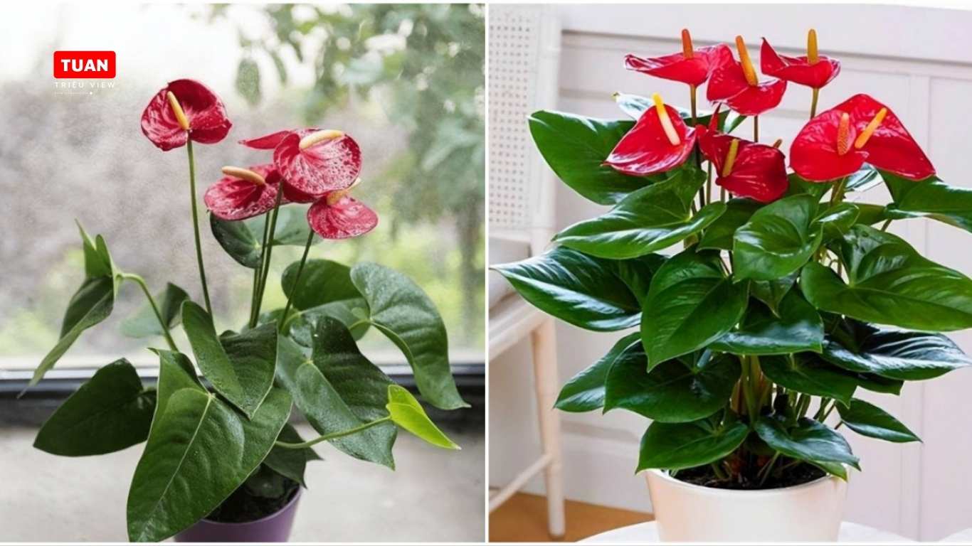Khi mua hoa cần lưu ý những gì 