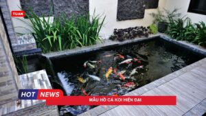 Mẫu hồ cá Koi hiện đại