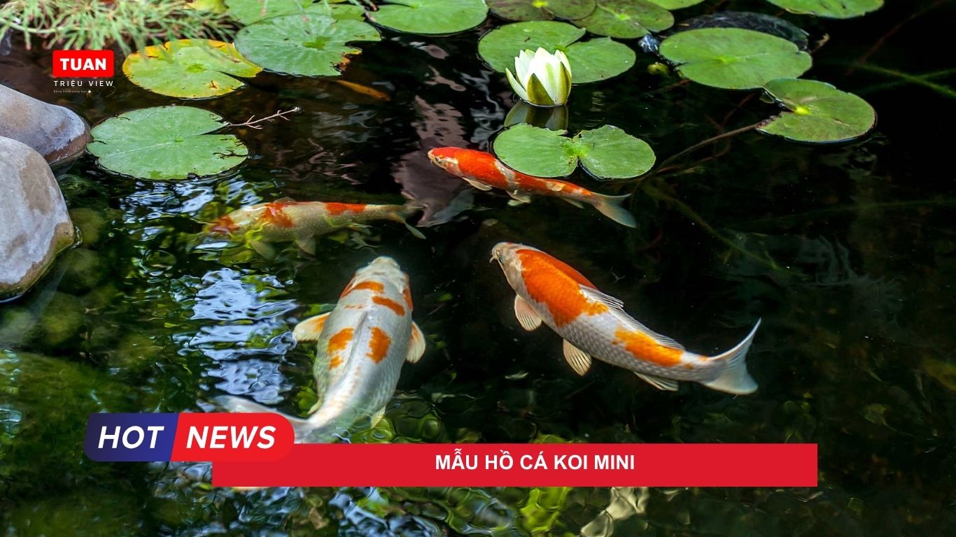 Mẫu hồ cá Koi mini Mẫu hồ cá Koi mini