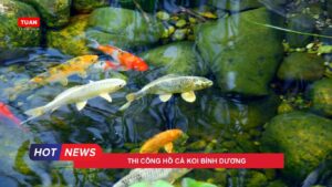 Thi công hồ cá koi Bình Dương