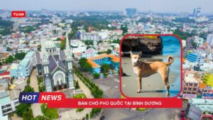Bán chó Phú Quốc tại Bình Dương