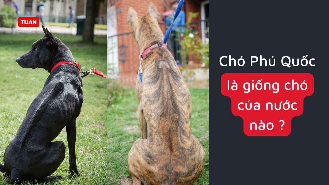 Chó Phú Quốc là giống chó của nước nào ?